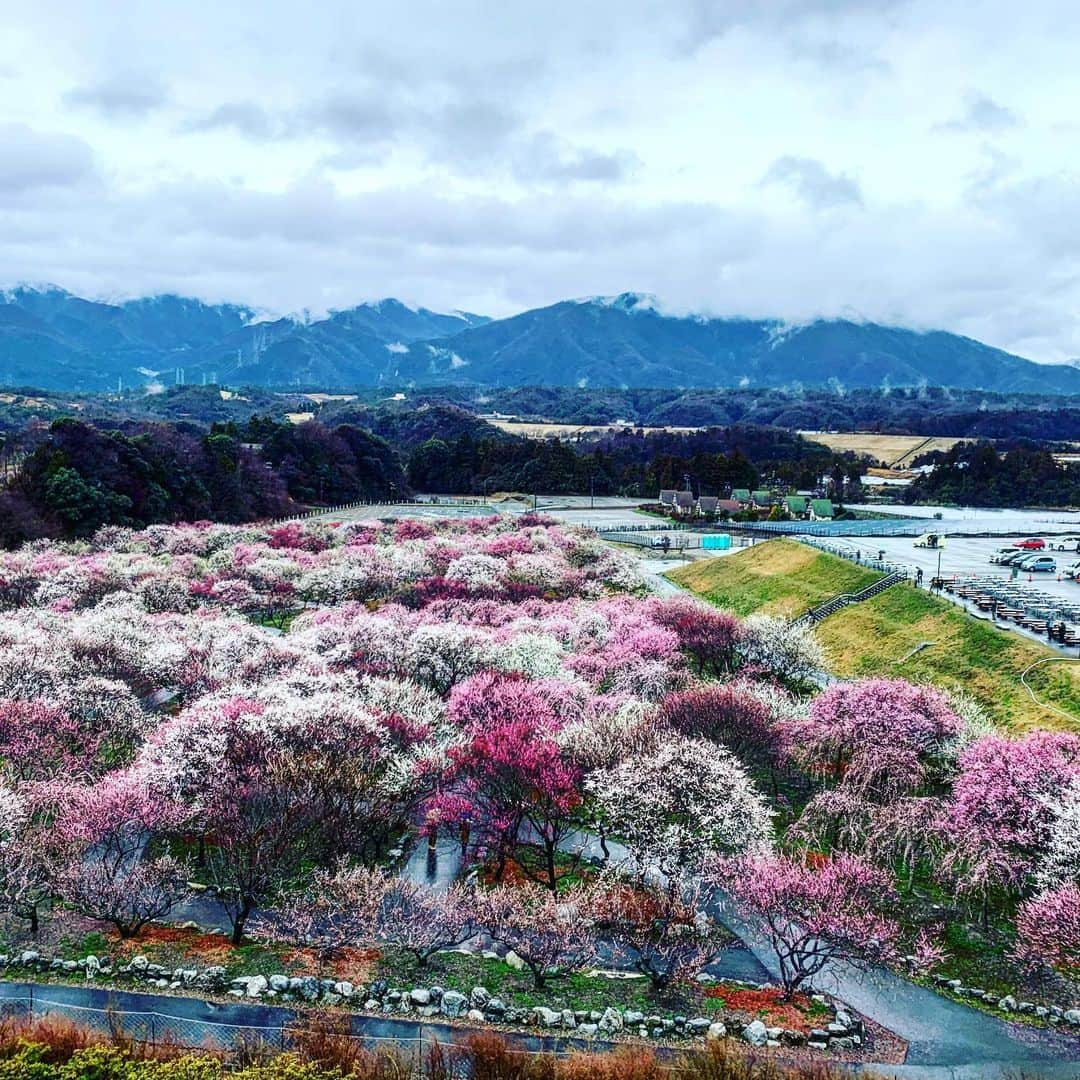 ノブ横地のインスタグラム：「梅林 #春 #梅 #梅林 #三重 #いなべ市梅林公園」