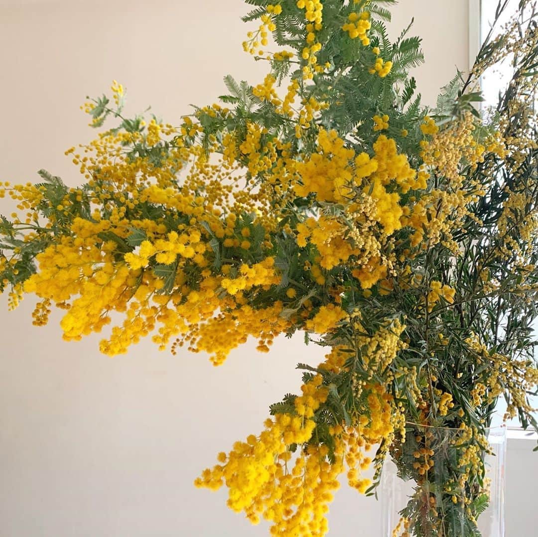 のインスタグラム：「大好きなミモザのお花！ 職場でも家庭でも学校でも、 女性の元気な笑顔は最強だと思う。 全ての女性に、 Happy Women’s Day💛💛💛 . お誕生日に素敵なミモザのブーケありがとう💛 @kanavelnica #happywomensday#ミモザ#国際女性デー」