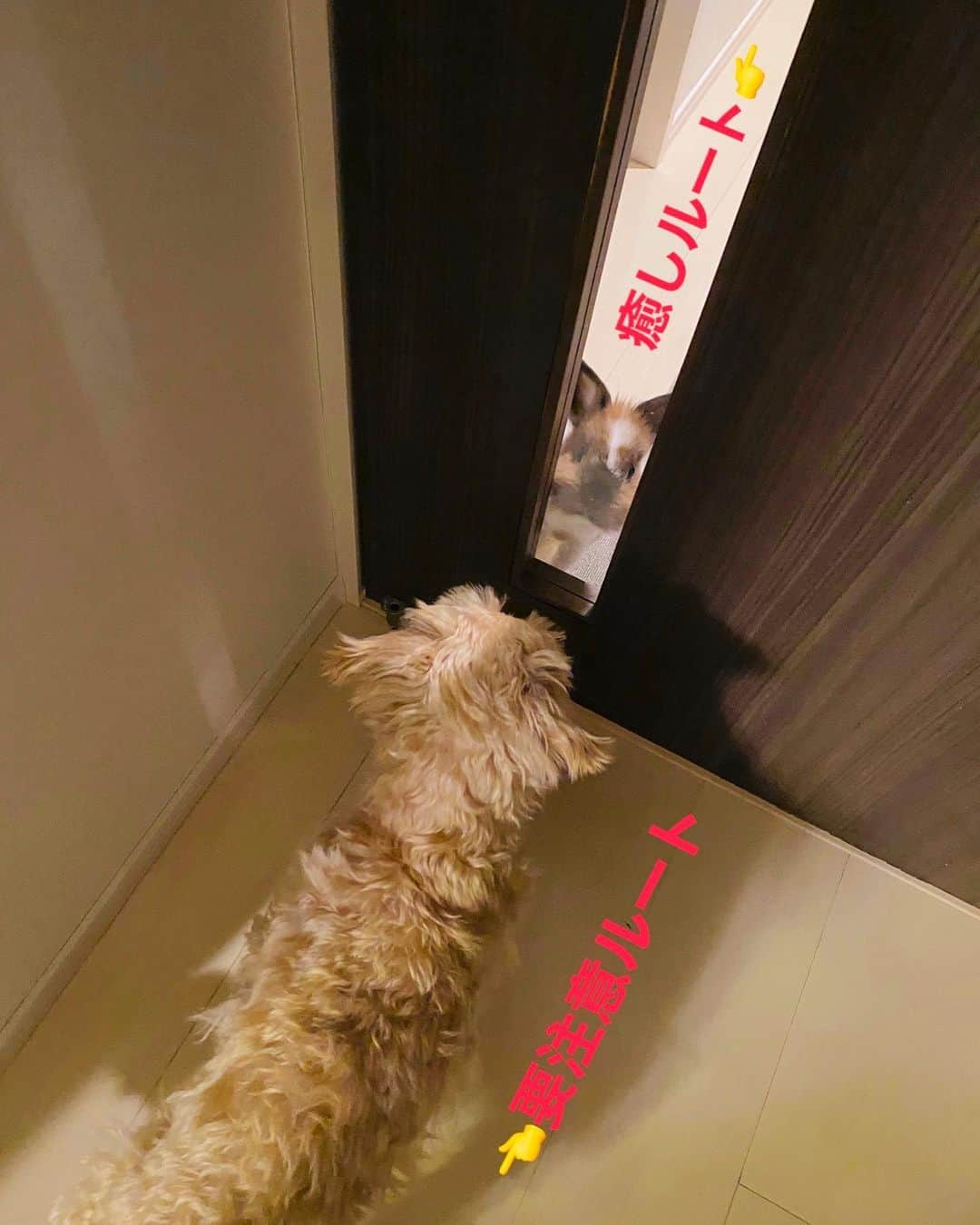 TONEAYUさんのインスタグラム写真 - (TONEAYUInstagram)「刀根家の実態...🤫﻿ ﻿ 🐶🍥🚪👈🤓👉🚪🐦🦁﻿ ﻿ ﻿ #ポキライアン﻿ #うさぎ﻿ #rabbit﻿ #うさすたぐらむ﻿ #ぷー吉﻿ #犬﻿ #dog﻿ #いぬすたぐらむ﻿ #instagood #共存への道﻿ #ベルリンの壁より厚い扉w」3月8日 12時42分 - toneayu