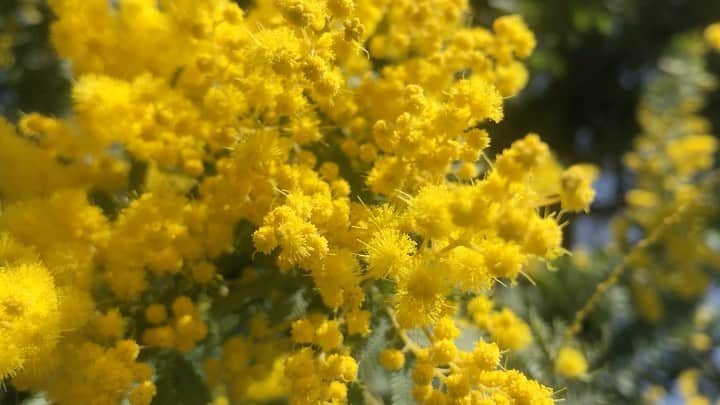 のインスタグラム：「💐✨🐝 #mimosa #ミモザ」