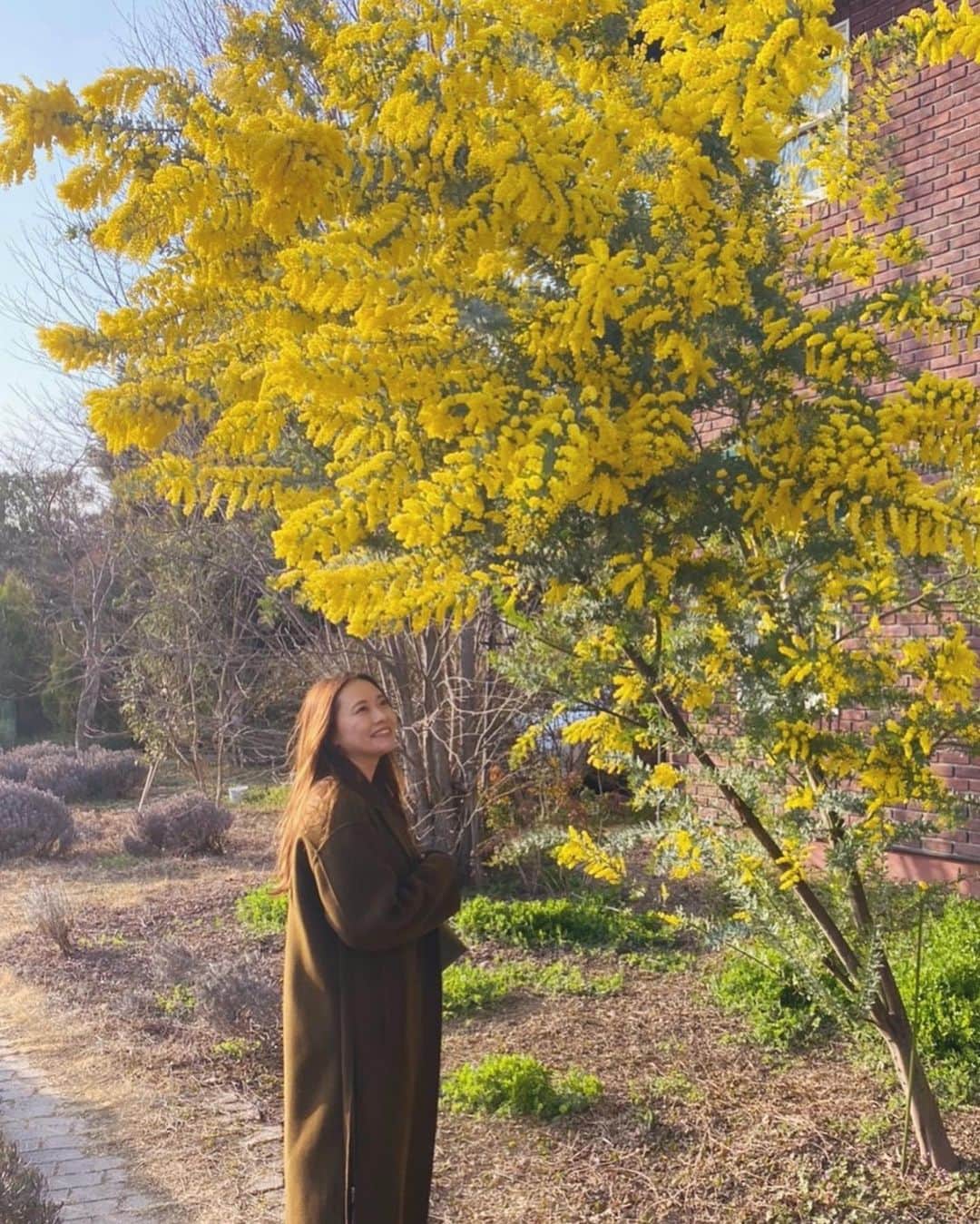 神尾美沙さんのインスタグラム写真 - (神尾美沙Instagram)「🌼﻿ ﻿ こんなに間近で大きいミモザを見たのは初めて！﻿ #ミモザの日 だそうで、ちゃっかりあげてみる。﻿ ﻿ 晴れた日に見れて良かった🤭﻿ ﻿ ﻿ ﻿ #国際女性デー#ミモザ#おでかけ#おでかけスポット#ミモザの木#ミモザ#mimosa#internationalwomensday」3月8日 13時41分 - kamiomisa