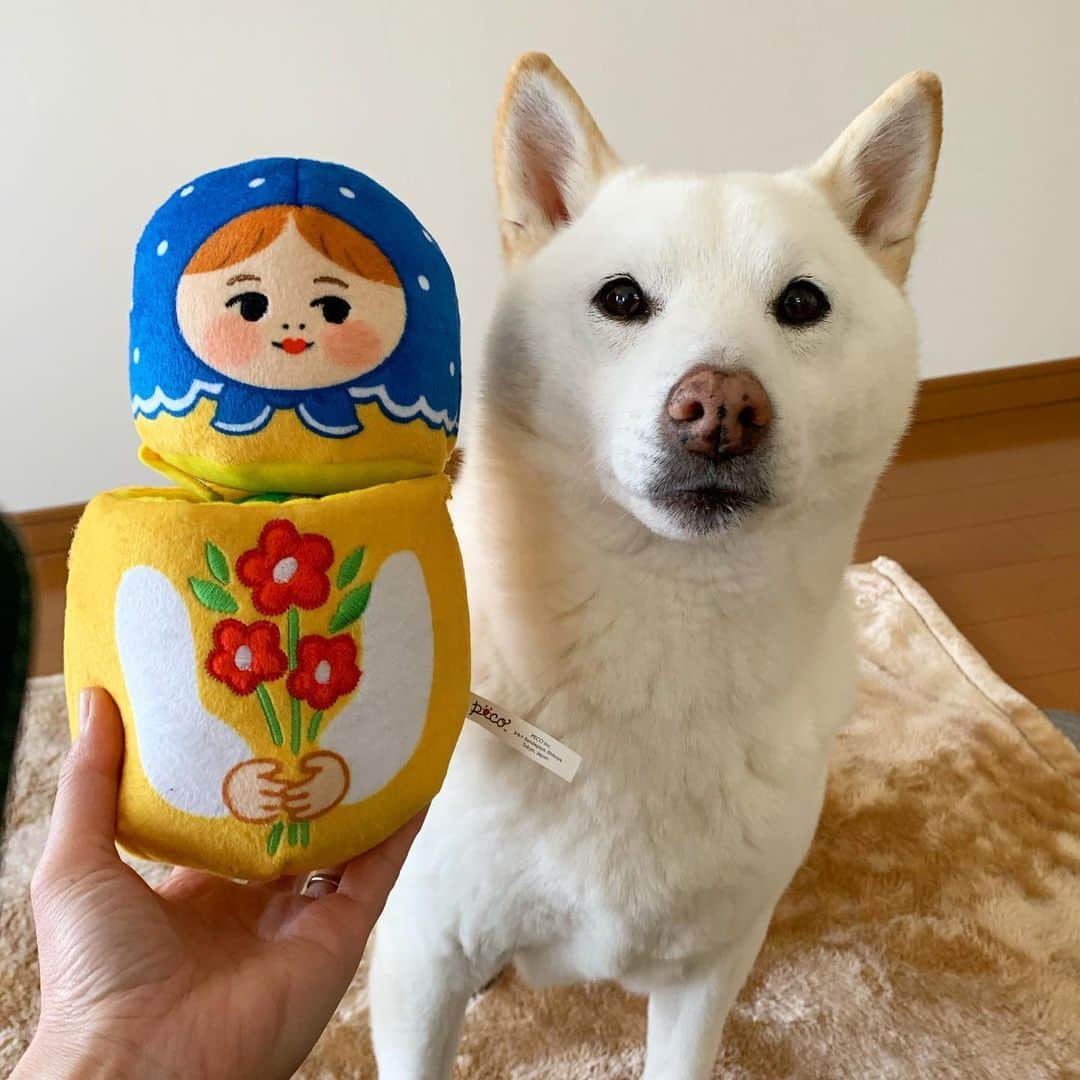 さなのインスタグラム：「マトリョーシカに謝れ。  #実は大変お気に入った  #毎日毎日ぶん回す #朝晩ぶん回す #シトリになるとぶん回す #ボールも遊べ #マトリョーシカの生首 #ごろん #一度オペったのにまたやりやがった #pecobox #かわいすぎる」