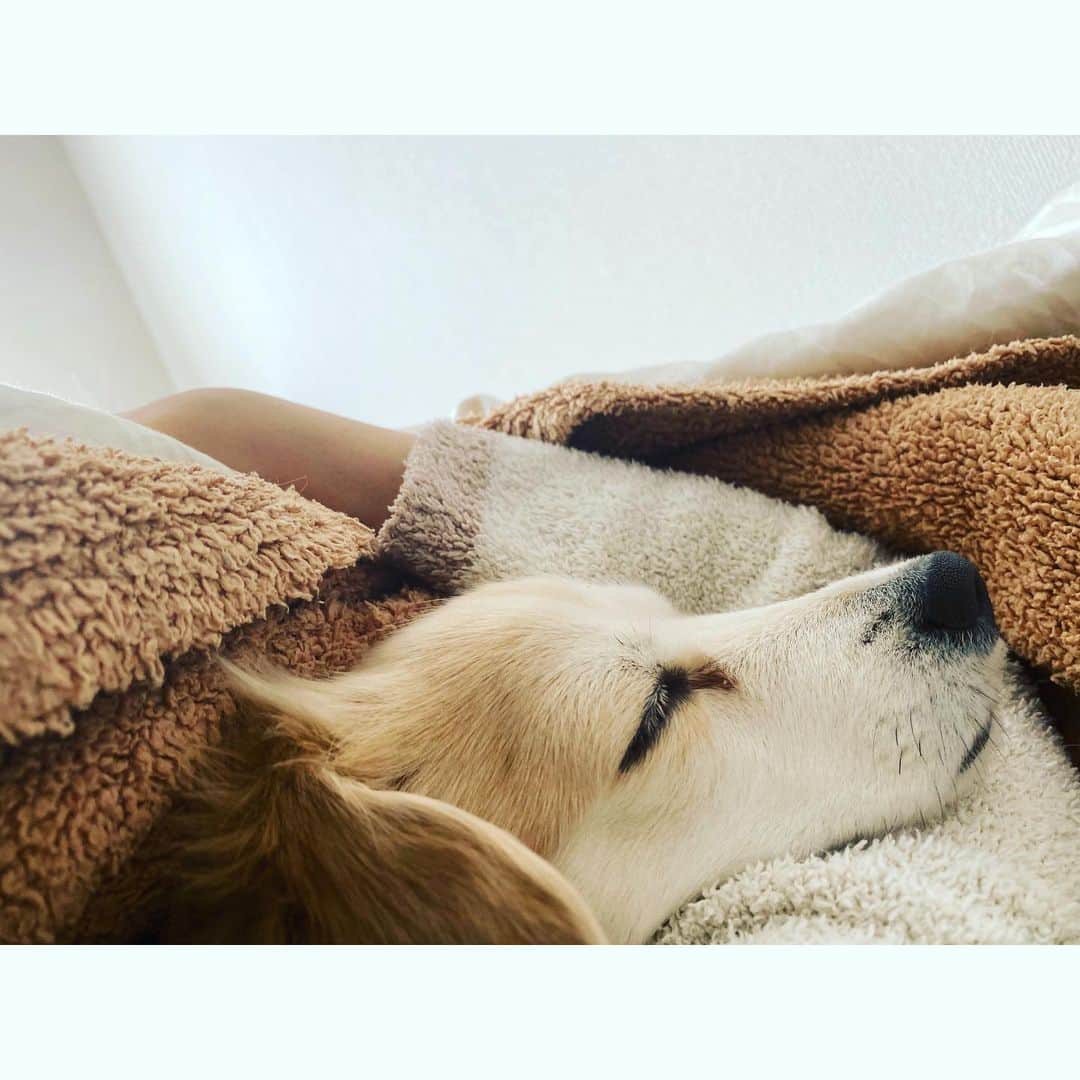 秋本祐希さんのインスタグラム写真 - (秋本祐希Instagram)「幸せな寝顔☺︎。 こういうお天気は引きこもり最高 @kashwereusa だらけ❤︎ #はるさん #愛犬 #family #happy #love #kashwere」3月8日 15時07分 - ayuuki0908