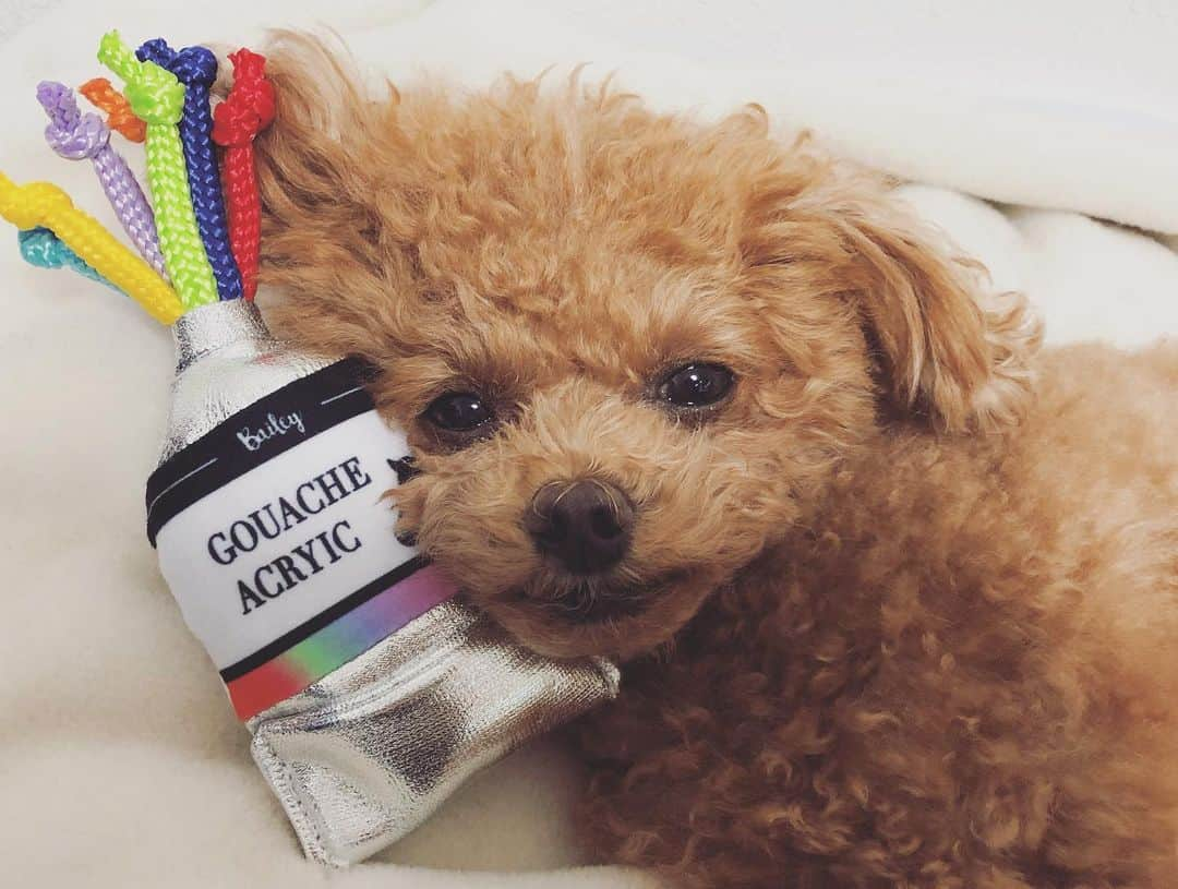 ふわさんのインスタグラム写真 - (ふわInstagram)「#toypoodle#toypoodlegram#dogsofinstagram#doglover#doglife#dog#fuwamama#ふわもこのふわ#ふわ#といぷーどる#トイプードル#ふわもこ部#犬バカ部#親バカ部#犬のいる暮らし#ドギボ#doggybox#遊んだあとは枕にもいい感じです」3月8日 16時21分 - huwayama