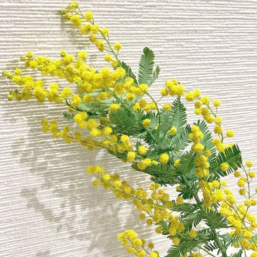 のインスタグラム：「3月8日 International Women's Day(国際女性デー) 1910年に女性の政治的自由と平等のために戦う日と提唱されたことから始まったそう。 イタリアではミモザの日として、日頃の感謝を込めてミモザを贈り合うらしいです。 . 近所のお花屋さんで、最後のドライフラワーのミモザを自分へのプレゼントに購入しました☺️日本にも少しずつ広がってきているんですね🤔 . まだまだ女性が生きづらさを感じることも多いこの世の中。 少しでも女性が安心して暮らしていける社会を作っていくために、小さなことでも私ができることを実行していきたいな☺️ . #国際女性デー#internationalwomensday #ミモザの日#ミモザ#パラレルキャリア#フリーランス#パラレルワーカー#ノマドワーカー#働く女性#ワークライフバランス#カッコいい女性　#parallelcareer#freelance#nomadlife#nomadworker#businesswoman#work#worklifebalance#selfie#aimhigh #MC#山田真以」