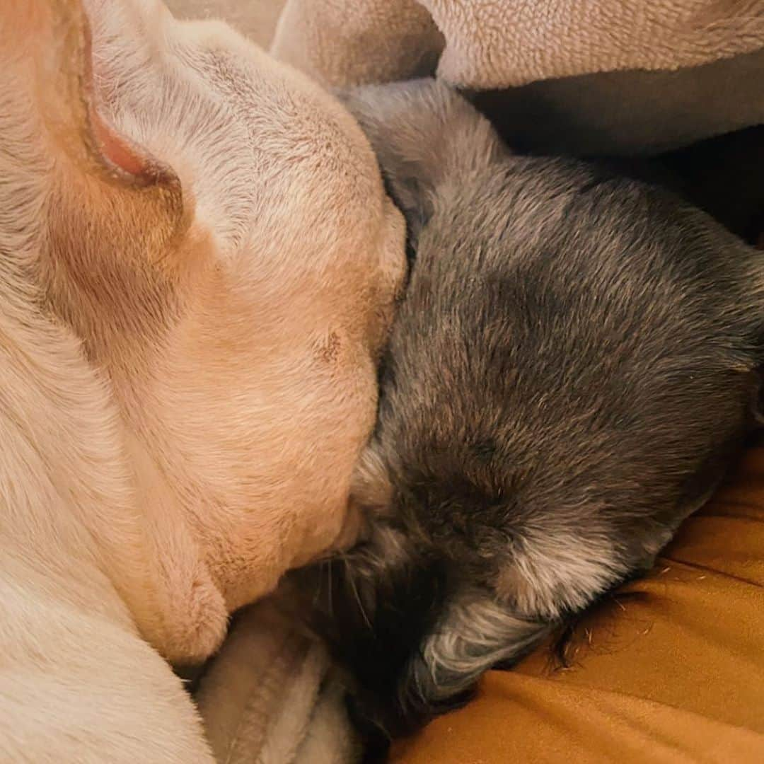 押尾学さんのインスタグラム写真 - (押尾学Instagram)「buddies😙❤️ 仲良しです😚 #dogstagram #instadog #dogs #frenchbulldog #frenchie #miniatureschnauzer #buddies #instagood」3月8日 16時33分 - manabuoshio_official