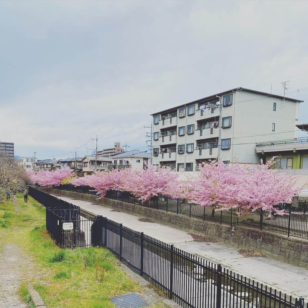 岡田優介さんのインスタグラム写真 - (岡田優介Instagram)「見頃でした🌸  #京都のいいところ紹介 #河津桜 #淀水路 #そうだ京都行こう #kyoto #kyotojapan #kawaduzakura #yodosuiro」3月8日 16時45分 - ysk_okada