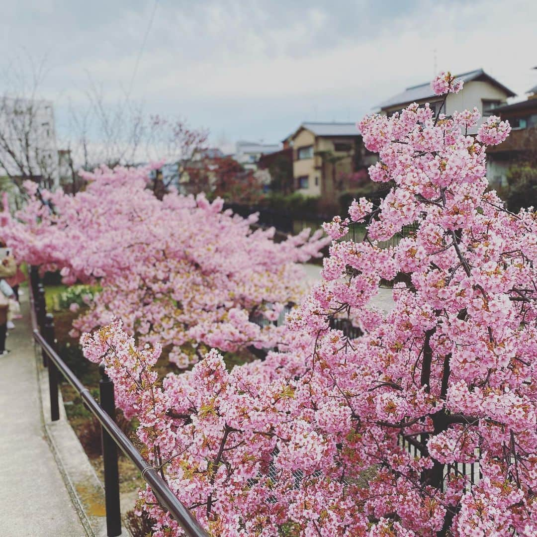 岡田優介さんのインスタグラム写真 - (岡田優介Instagram)「見頃でした🌸  #京都のいいところ紹介 #河津桜 #淀水路 #そうだ京都行こう #kyoto #kyotojapan #kawaduzakura #yodosuiro」3月8日 16時45分 - ysk_okada