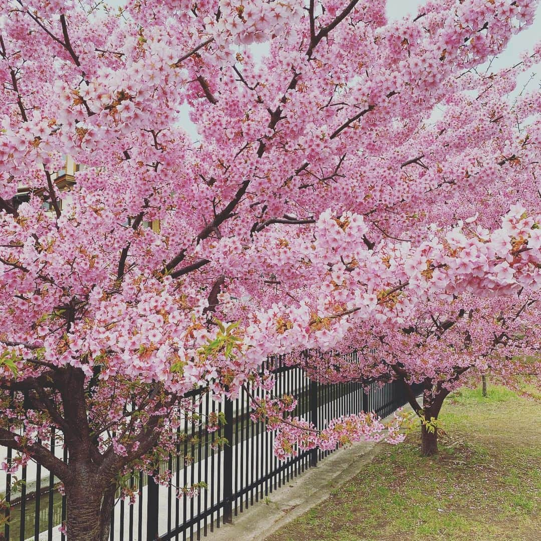 岡田優介さんのインスタグラム写真 - (岡田優介Instagram)「見頃でした🌸  #京都のいいところ紹介 #河津桜 #淀水路 #そうだ京都行こう #kyoto #kyotojapan #kawaduzakura #yodosuiro」3月8日 16時45分 - ysk_okada