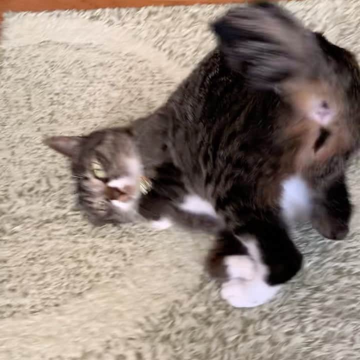takegaeruのインスタグラム：「ローリングてんちゃんはゴハンを要求する！ #猫 #cat #よもねこ #よもぎねこ #キジトラ #きじとら」