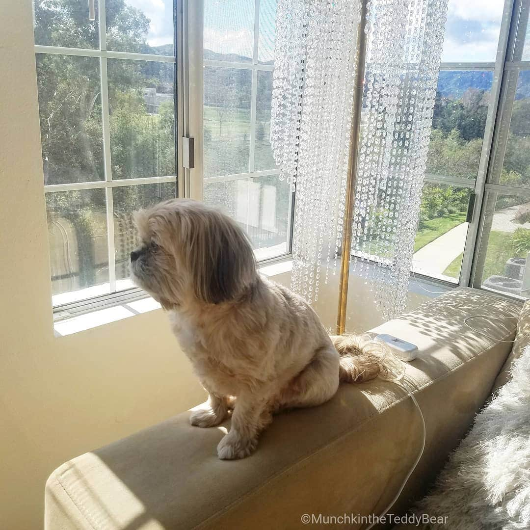 Original Teddy Bear Dogさんのインスタグラム写真 - (Original Teddy Bear DogInstagram)「Me looking for my lost hour of sleep 🕑😴🐶」3月9日 2時49分 - munchkintheteddybear