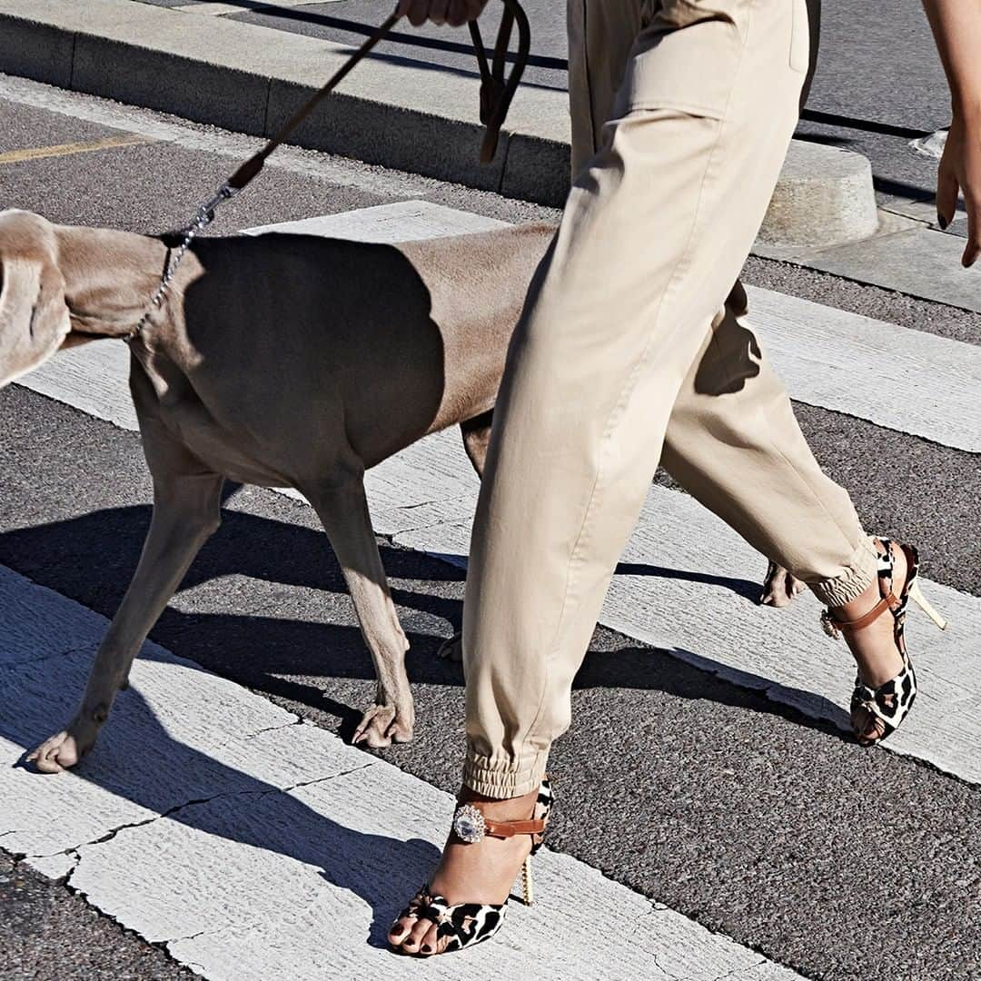 ドルチェ&ガッバーナさんのインスタグラム写真 - (ドルチェ&ガッバーナInstagram)「Look at Otto, always by her side, elegant and confident. His owner wears precious sandals made of flocked fabric with leopard print and a small strap, embellished with a bejeweled buckle. #DGLovesOtto #DolceGabbana」3月9日 3時01分 - dolcegabbana