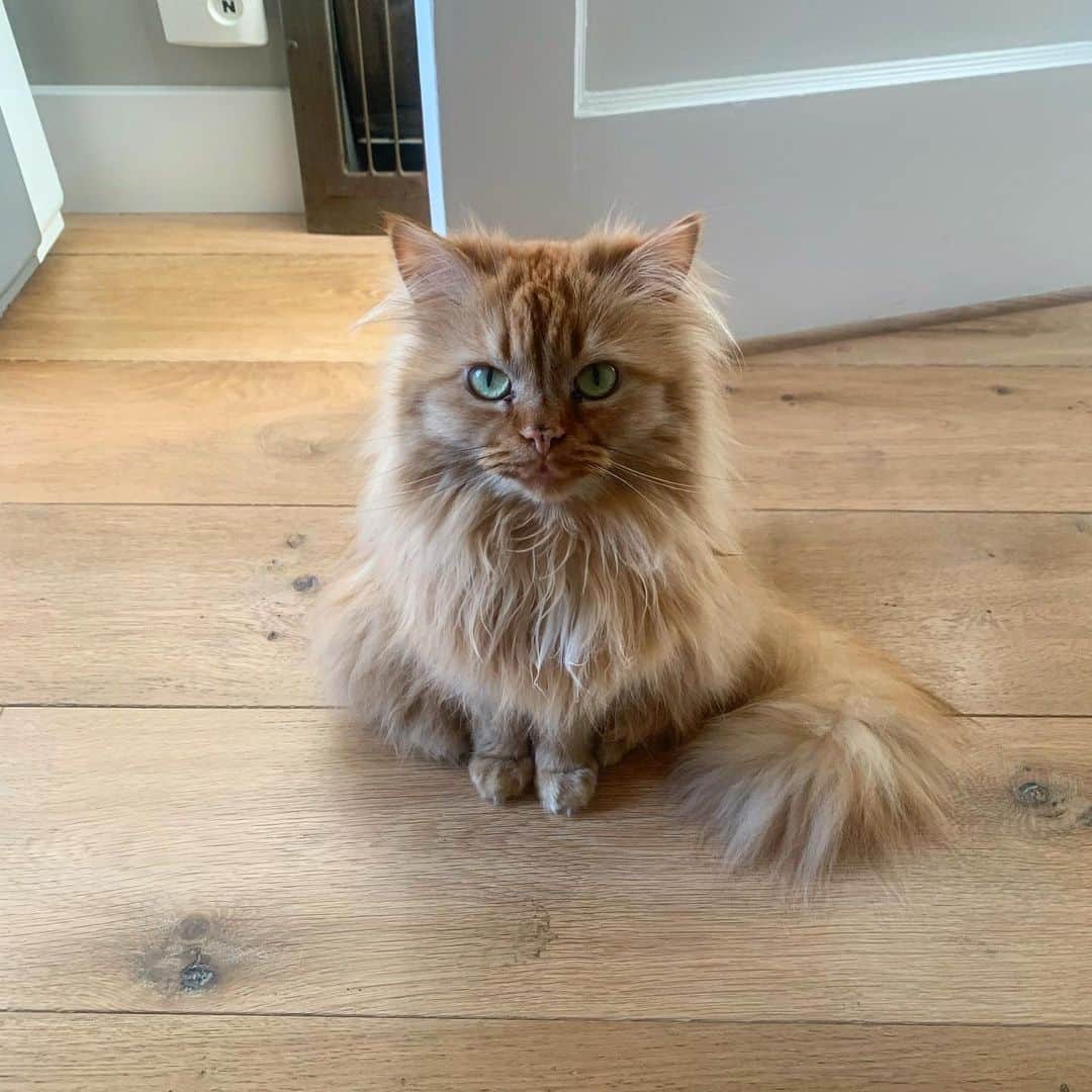 のインスタグラム：「Felt cute, might delete later.」