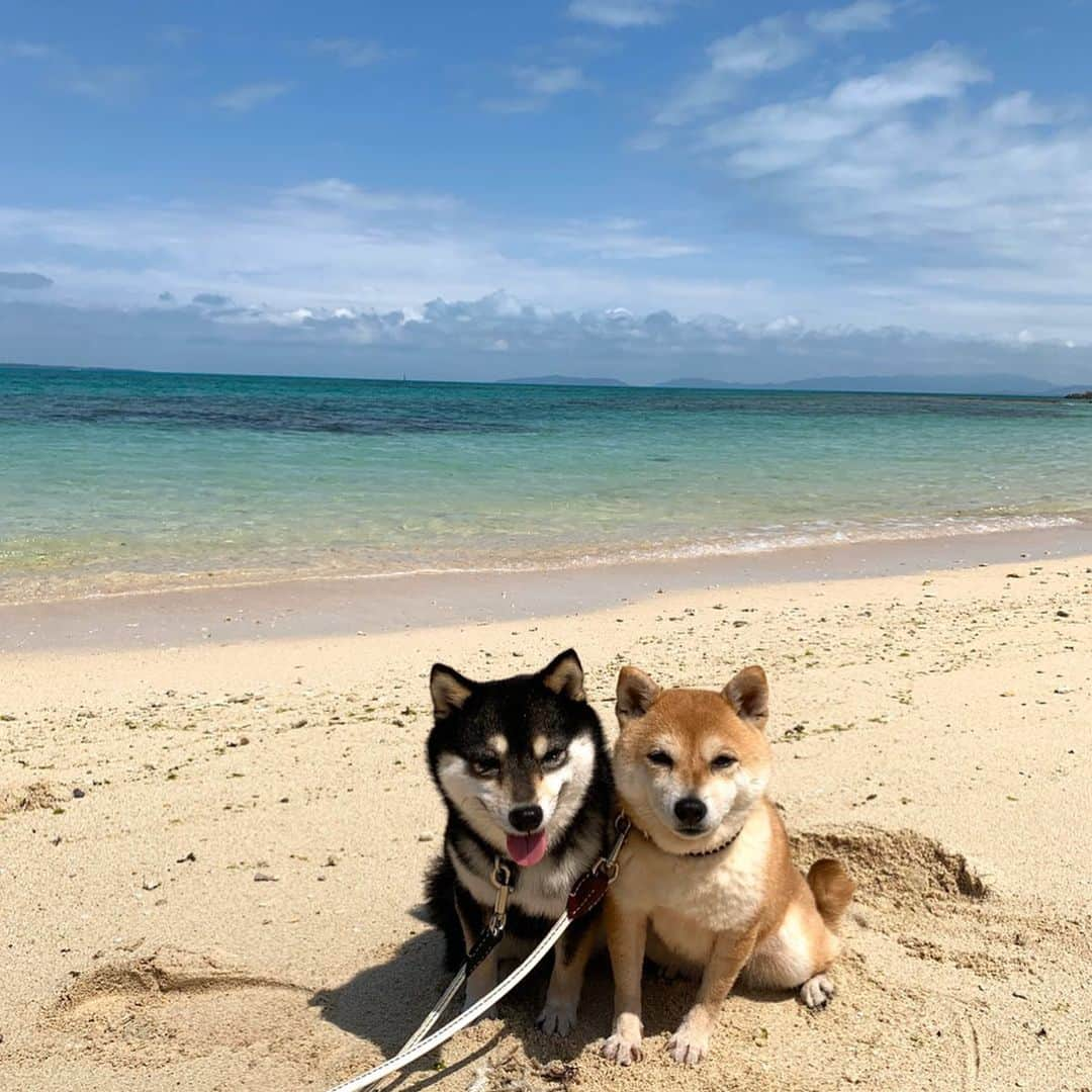 豆柴なつ&ふゆさんのインスタグラム写真 - (豆柴なつ&ふゆInstagram)「We went to Kuro island🏝😆‼️ 初めての黒島🏝😆‼️ #黒島　#マリンブルー#綺麗 #犬連れ旅行 #travel #石垣島旅行　#3回目 #旅行 #ビーチ#シバフル #わんダフォ #shibamania  #柴犬ライフ#pecoいぬ部 #shiba_snap  #instashiba#cutedogs  #柴犬#shiba #shibainu #shibastagram  #pecoいぬ部 #犬バカ部 #shibainumag_feature #instafollow #dogoftheday  #🐕📷 #theshibasociety  #柴#proudshibas  #柴犬マニア」3月8日 19時25分 - mameshiba.natsuinu56