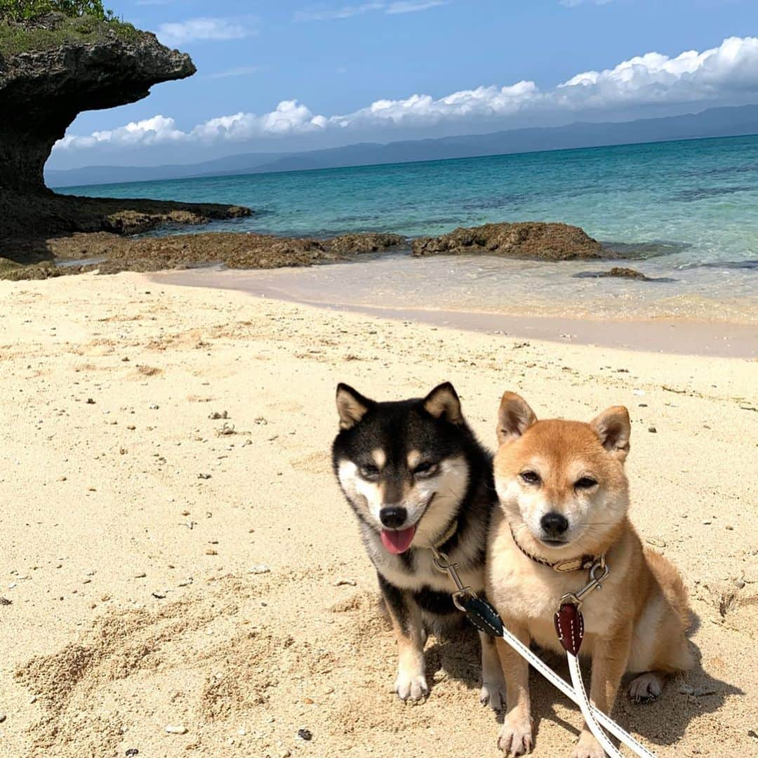 豆柴なつ&ふゆさんのインスタグラム写真 - (豆柴なつ&ふゆInstagram)「We went to Kuro island🏝😆‼️ 初めての黒島🏝😆‼️ #黒島　#マリンブルー#綺麗 #犬連れ旅行 #travel #石垣島旅行　#3回目 #旅行 #ビーチ#シバフル #わんダフォ #shibamania  #柴犬ライフ#pecoいぬ部 #shiba_snap  #instashiba#cutedogs  #柴犬#shiba #shibainu #shibastagram  #pecoいぬ部 #犬バカ部 #shibainumag_feature #instafollow #dogoftheday  #🐕📷 #theshibasociety  #柴#proudshibas  #柴犬マニア」3月8日 19時25分 - mameshiba.natsuinu56