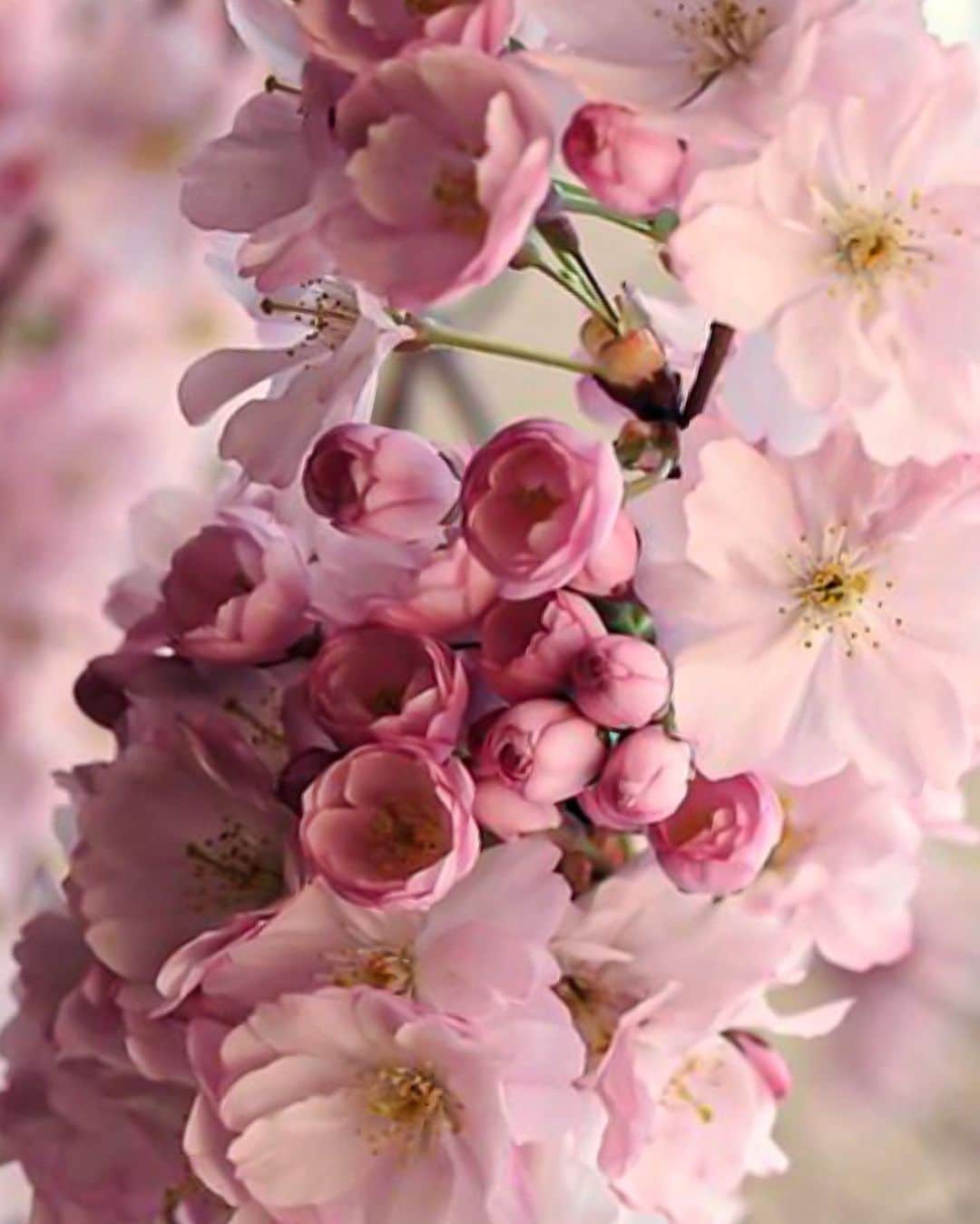 Yukicoさんのインスタグラム写真 - (YukicoInstagram)「𓇠𓇢𓇡 𓆸𓆸  気が滅入ることも多いですが ちょぴっとだけ 春のお届け🍃🌸🍃🌸🍃 ・ ・ ものすごい高い位置に咲いてたので 必死で手を伸ばして撮ったら 脇がつりました爆 ‥‥‥‥‥‥‥‥‥‥‥‥‥‥‥‥‥‥‥‥‥‥‥‥‥‥‥‥‥‥‥‥‥#storyofmylife#flowers#flowerporn#flowerslovers#flowerstyles#floweroflife#flower_perfection#flowerstagram#flowerporn#still_life_gallery#floweroftheday#littlethings#livethelittlethings#tv_living#f52grams#f52home#gatheringslikethese#feedfeed#simplepleasures#momentslikethese#blooms#flowertalking#bouquet#bouquets#kyoto#kyotosightseeing#cherryblossoms#さくら#花のある暮らし#そうだ京都行こう」3月8日 19時21分 - yukicolifecom