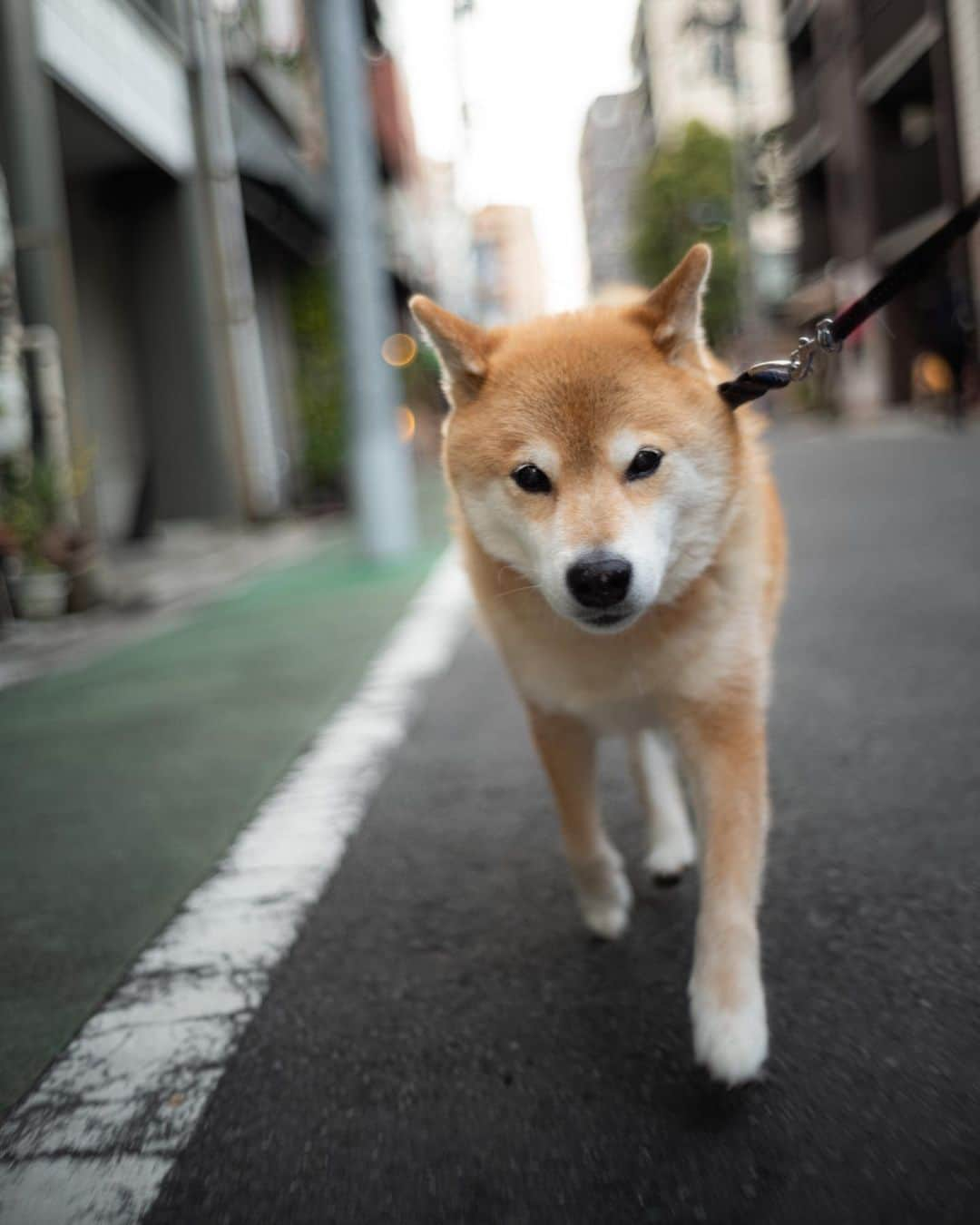 まる（まるたろう）さんのインスタグラム写真 - (まる（まるたろう）Instagram)「Let's go for a walk!✨🐶✨お散歩行ってきたよ〜 #ご飯食べよっ #そういえばさ #シュッとしてるでしょ #絶賛換毛期中 #脱いだら凄いのよ」3月8日 19時42分 - marutaro