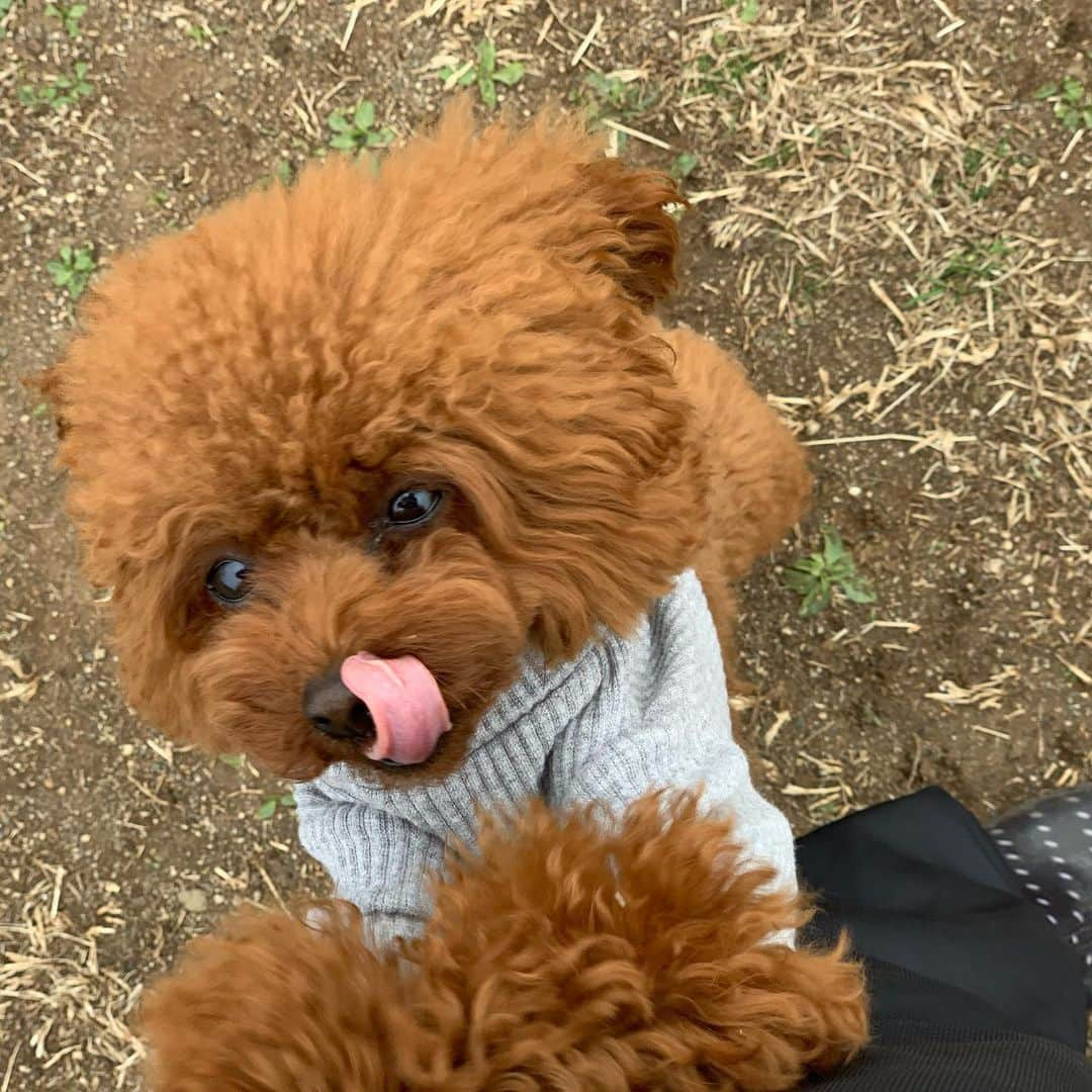 町田亜里香さんのインスタグラム写真 - (町田亜里香Instagram)「たのしいたのしい❤︎❤︎ ドッグラン🐶たのしいね🥺💕 . . #休日ルーティーン  #ドッグラン #プライムランド毛呂山  #ふわふわ部 #ふわもこ部  #ティーカッププードル #プードル  #poodle #犬のいる暮らし  #わんこなしでは生きていけません会」3月8日 19時41分 - ari_gram_111