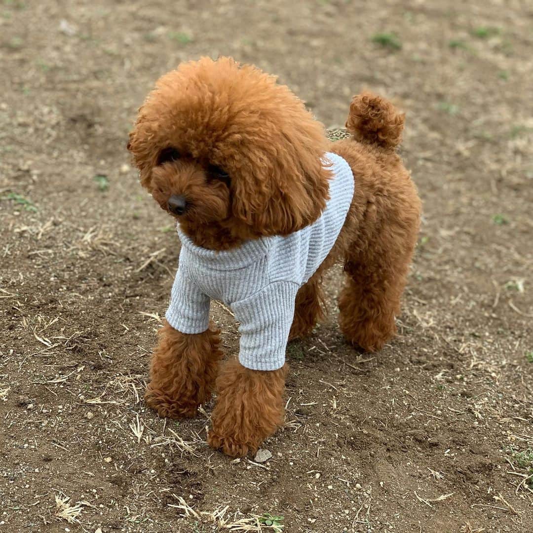 町田亜里香のインスタグラム：「たのしいたのしい❤︎❤︎ ドッグラン🐶たのしいね🥺💕 . . #休日ルーティーン  #ドッグラン #プライムランド毛呂山  #ふわふわ部 #ふわもこ部  #ティーカッププードル #プードル  #poodle #犬のいる暮らし  #わんこなしでは生きていけません会」
