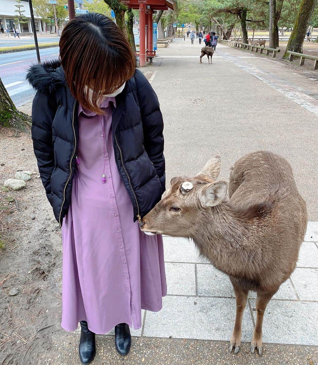 ヒラヤマンのインスタグラム：「念願の鹿に会えたよ♡ 可愛い！めちゃ匂いかがれたw #奈良県奈良市 #奈良公園 #鹿に会えた #可愛い」