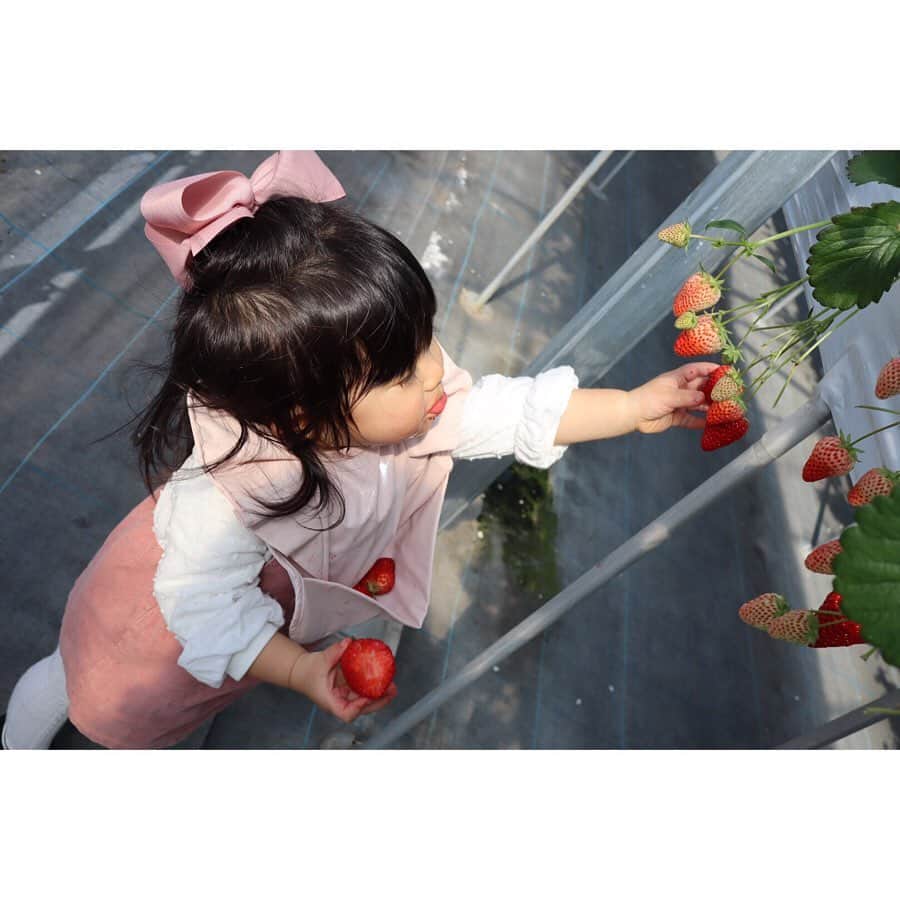 倉窪莉沙のインスタグラム：「* 少し前の...🍓🍓🍓 はじめてのいちご狩り🍓 いろいろな種類を食べ比べ🍓 大好きないちごを思う存分食べられて 幸せな1日だったね🥰🍓🍓🍓 . #いちご狩り #イチゴ狩り #いちご #🍓 #和歌山 #きよもと農園 #リコリーナ . #子育てグラム #スマイル育児 #ママライフ #ママ時々アナウンサー #アナウンサー #1歳 #1歳10ヶ月 #女の子 #girl #女の子ママ #ママカメラ #ベビフル #ママリ #ママライフカメラ #mamanokoカメラ部 #ママノワ #ベビリトル #コドモノ #コドモダカラ #ikumama #イクママ」