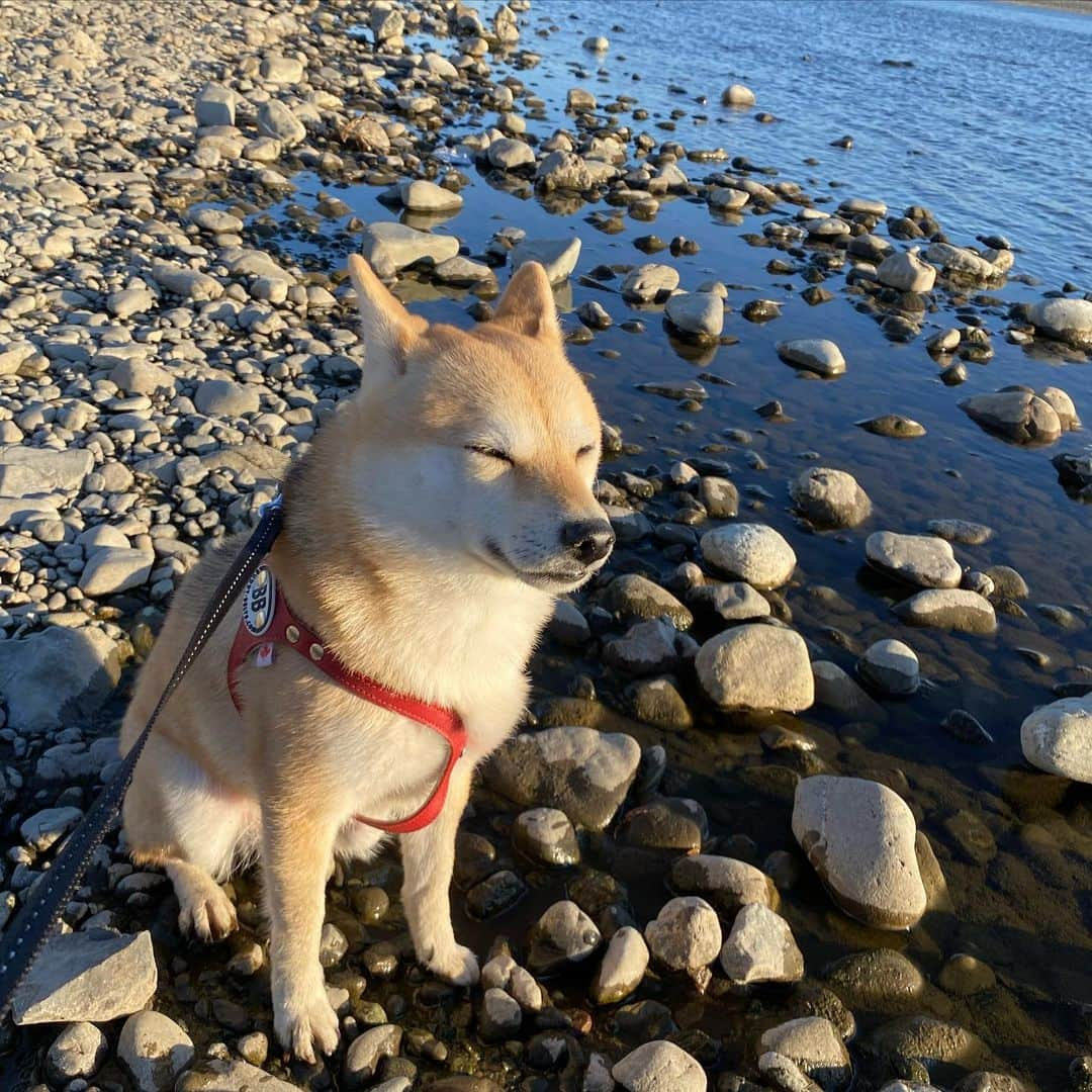 アブさんのインスタグラム写真 - (アブInstagram)「風が強すぎて目を開けていられない柴犬　#dog #シバチャ #柴犬 #犬 #多摩川」3月8日 19時53分 - abuuungram