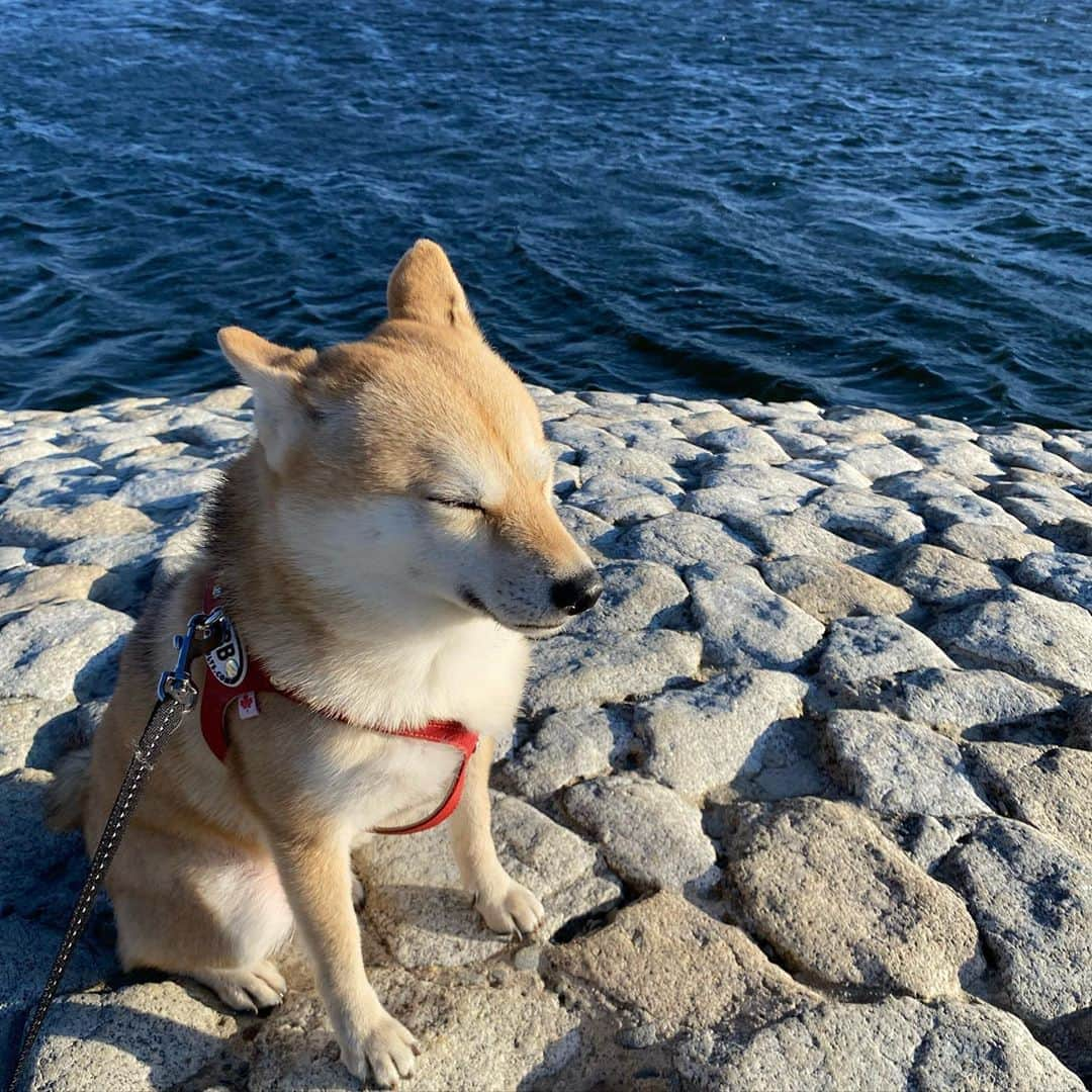 アブのインスタグラム：「風が強すぎて目を開けていられない柴犬　#dog #シバチャ #柴犬 #犬 #多摩川」