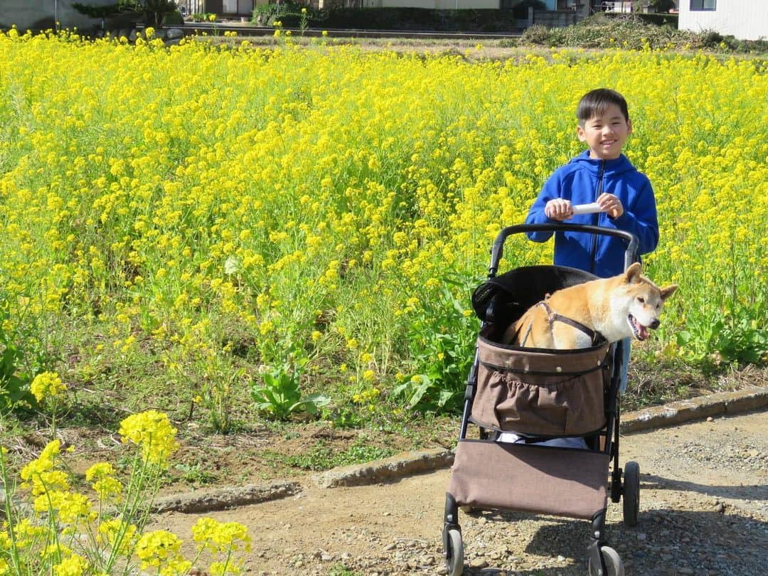 おーせさんのインスタグラム写真 - (おーせInstagram)「2020.3.7 じぃさまあきらとムスコくん  菜の花きれいでした  #ムスコくん  #柴犬#譲渡犬#出会いは譲渡会#shiba#前庭疾患のあと#散歩道#15歳の老犬#柴スタグラム#笑う犬#犬好き#老犬#森家のかぞく旅」3月8日 19時55分 - oosedon