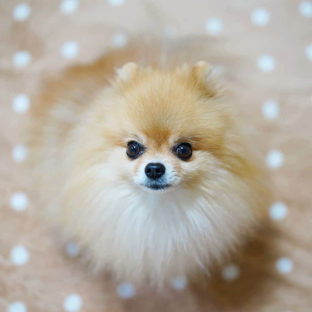 PECO いぬ部のインスタグラム