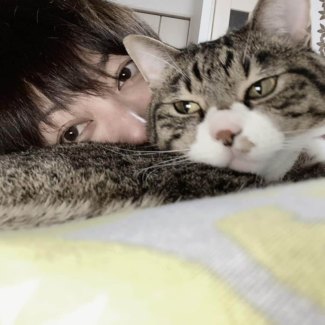 野本かりあのインスタグラム：「猫の呼吸 壱ノ型 ゴロゴロ自在 #鬼滅の刃　#lukarly」