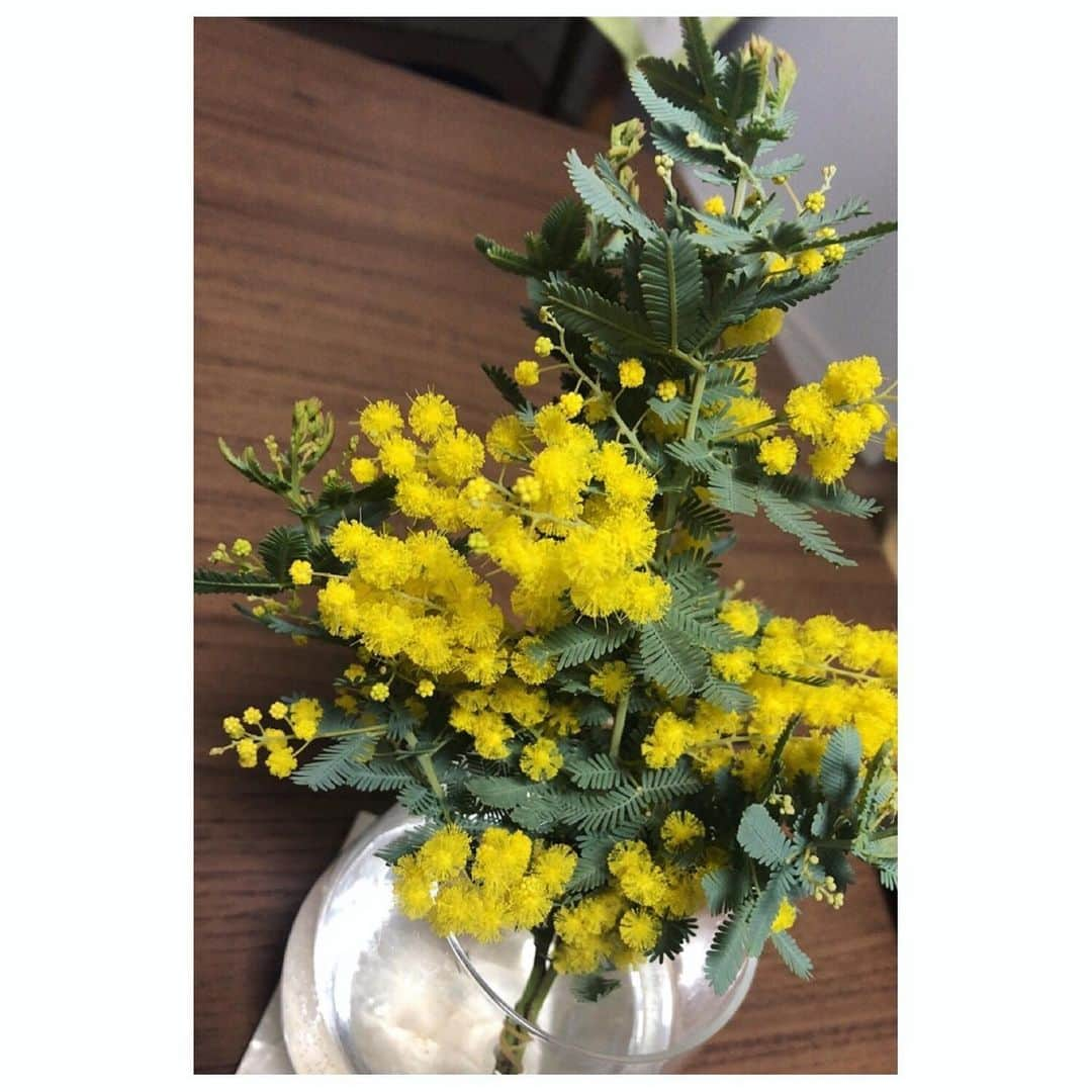 桜帆ゆかりさんのインスタグラム写真 - (桜帆ゆかりInstagram)「mimosa💛💛💛見てたら元気になりそう☺️✨💕にしてもこんなお花の形なんだ…ずっと見てられる。 丸っこくて可愛い〜🥰 . . . . . #ミモザ #mimosa #festadelladonna #国際女性デー」3月8日 22時01分 - chahoroo93