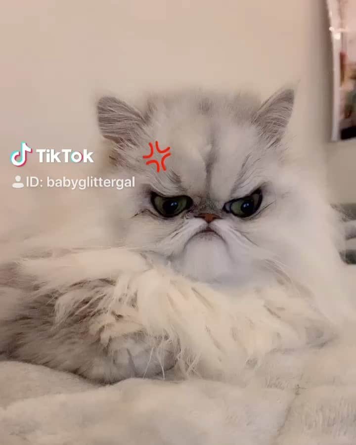 BeBeのインスタグラム：「sunday mood🤨🤨😂　#cat #kitty #kittycat #meow #ねこ #catsofinstagram #petsofinstagram #kittensofinstagram #lmao #ilovecat #hubcats #bebechannel #instacat なんとなく　 #tiktok はじめてみたよ🐱　#grampycat」