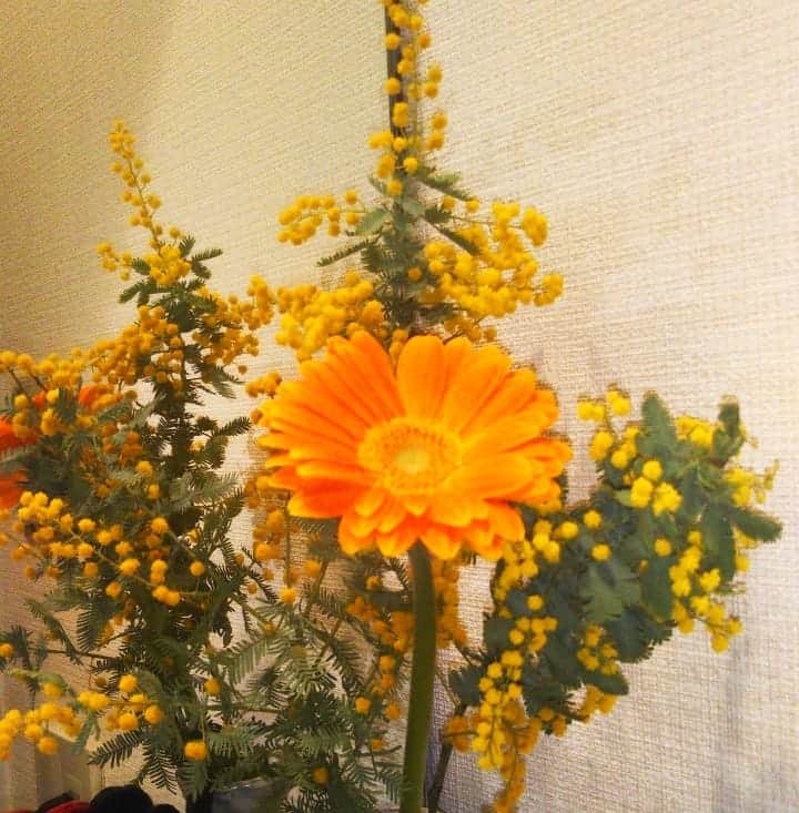 宮崎文子のインスタグラム：「life🍀  今週のお花はミモザ 今日、3月8日は国際女性デーとのことで、 お花屋さんがセレクトしてくれました🌻  #世界国際女性デー  #ミモザ #生活にお花を」