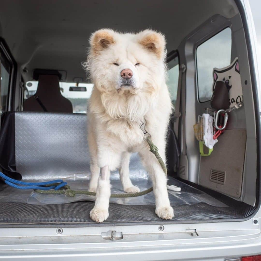 わさおさんのインスタグラム写真 - (わさおInstagram)「Go home go home! さて帰ろう まだ帰らぬか いや帰ろう ※足の毛は注射のために病院で剃られたのよ  #busakawa #longhair #longcoat #akitainu #dog #wasao #ぶさかわ #長毛 #秋田犬 #わさお」3月8日 22時24分 - wasao_official