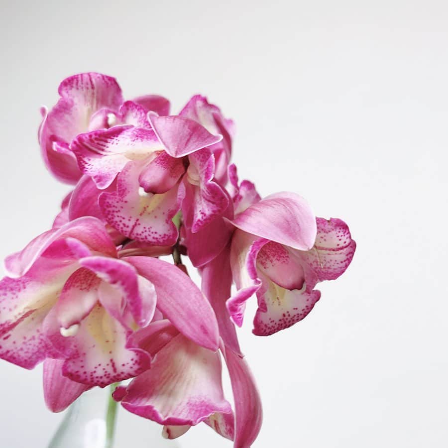 久保陽香さんのインスタグラム写真 - (久保陽香Instagram)「一茎にたくさんお花を付けてとっても可愛い。  #テーブルシンビ #シンビジウム #くぼお花」3月8日 22時27分 - kubo_haru