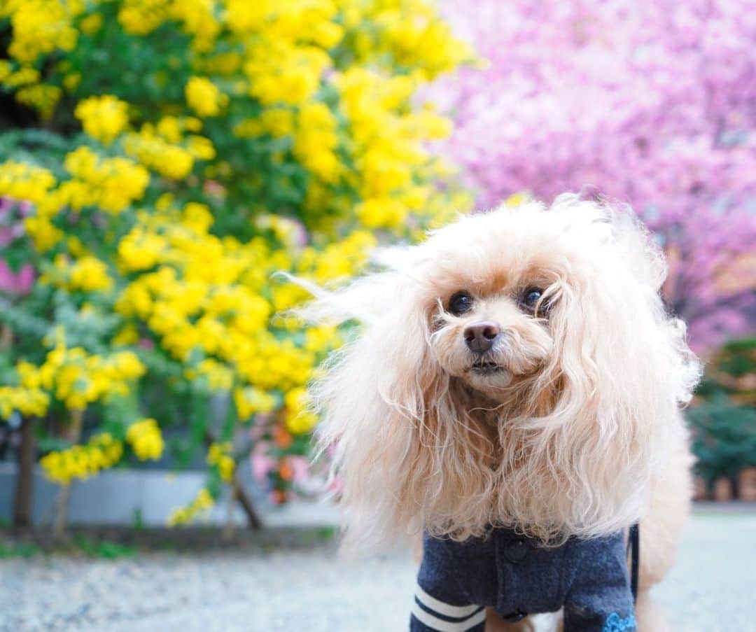 Toypoodle Mikuru?Asakusa Tokyoのインスタグラム：「20200308 Sunday. Mimosa Day💛 . 国際女性デーという事ですが、、、 雨の為、お散歩もできず。 ネタもなく。 先週撮った没写真で今週の〆と✨ . #ミモザ #没 #〆」