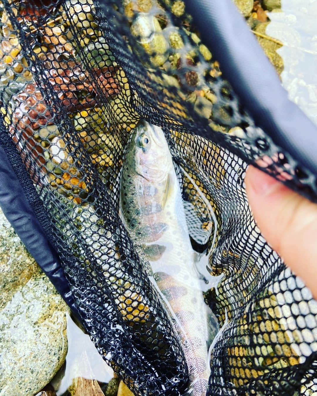 長島涼平さんのインスタグラム写真 - (長島涼平Instagram)「今年も渓流解禁。  花粉の届かない場所へ逃げまくった結果、豪雪地帯に辿り着き、魚は全くおらず。  しかし、午後から別の川へ入り、今年の解禁日もなんとか無事に美しい渓魚に会うことができました。  #渓流 #渓流解禁 #渓流ルアー #トラウト #ヤマメ #釣りキチ涼平」3月8日 22時49分 - ryoheeey