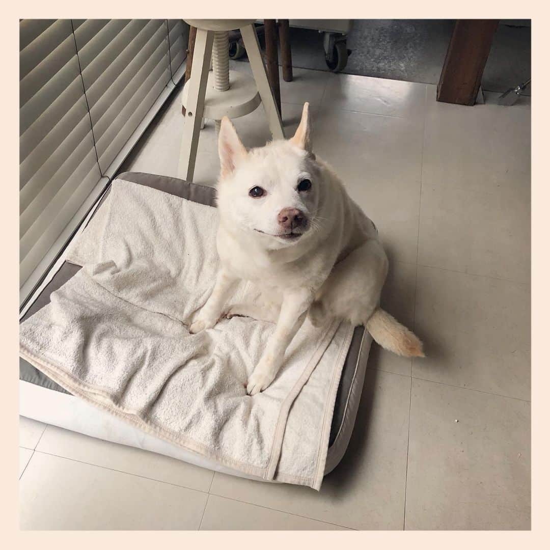 パンといっぴきのインスタグラム：「#元保護犬 #雑種犬 #crossbreed #mixdog」