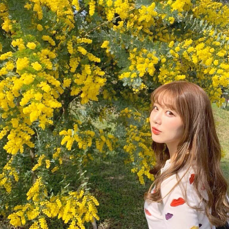 石橋あこさんのインスタグラム写真 - (石橋あこInstagram)「ミモザの日🌼🌼🌼 * #写真は去年の #ミモザ #ミモザの日#花のある暮らし #国際女性デー#internationalwomensday」3月8日 23時17分 - acococo120