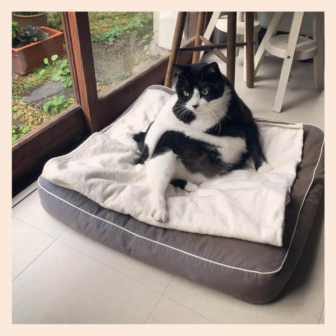 パンといっぴきのインスタグラム：「#元保護猫 #ハチワレ #白黒猫 #blackandwhitecat #tuxedocat」