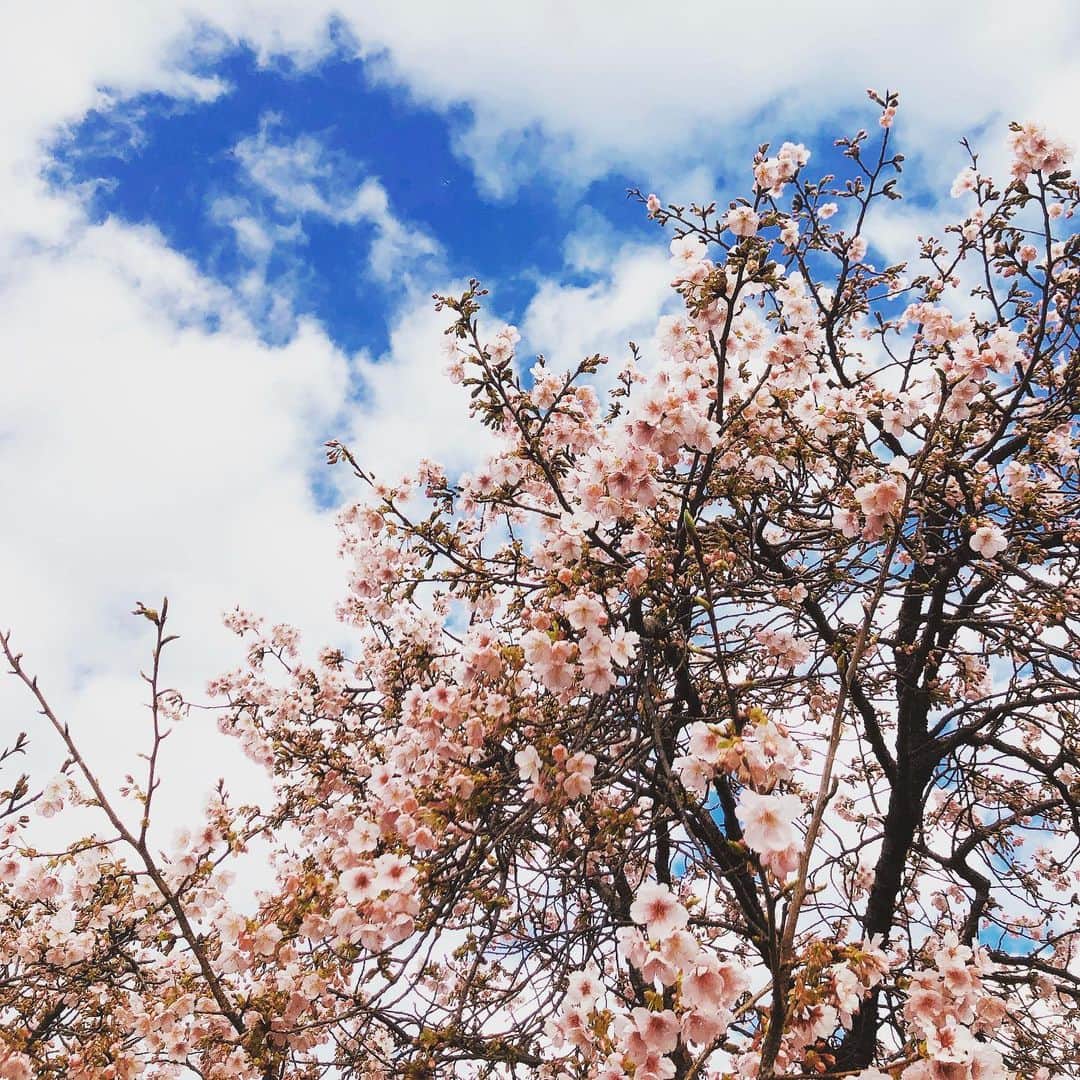 ハマカワフミエのインスタグラム：「今年も勝手に綺麗になるあなたに 早く会いたいと想っています  #cherryblossom  #sakura  #comespring」