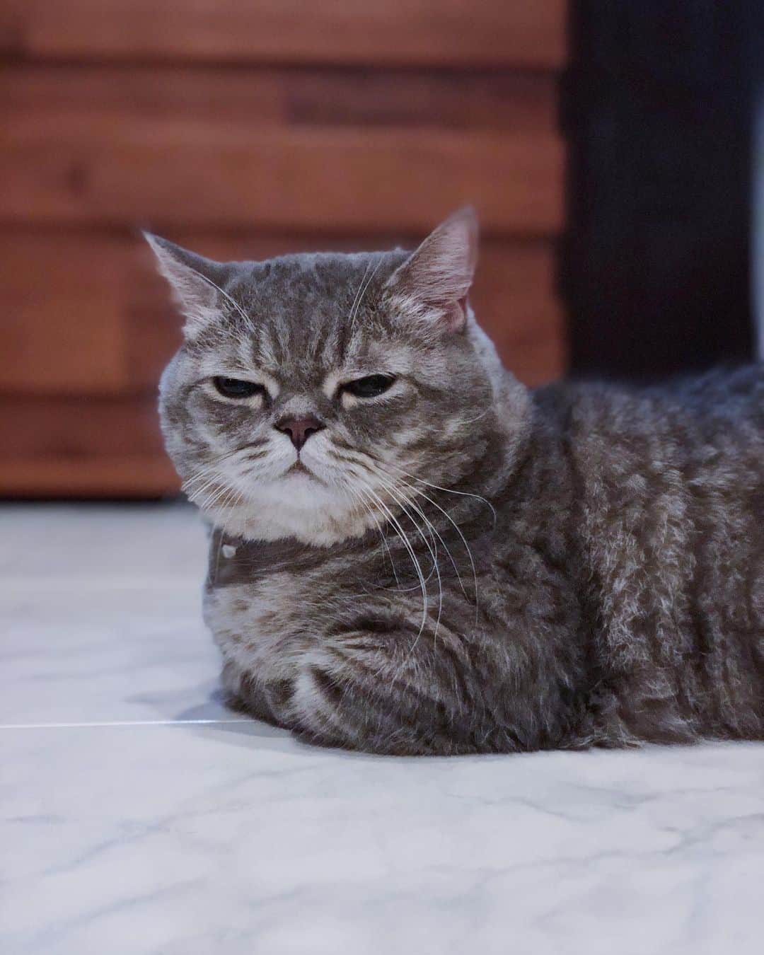 Pancakeのインスタグラム：「... why is it Monday....😑 #cats #pancake #nuggetpaws #catsofinstagram #cats_of_instagram #munchkincat #ねこ #まんちかん #petsofinstagram #catstagram #cats_of_instagram」
