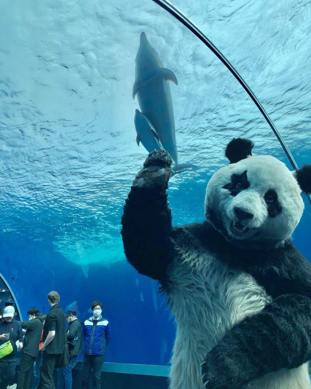 星星（セイセイ）さんのインスタグラム写真 - (星星（セイセイ）Instagram)「🐬💓 . #かわいすぎる . きょうの #ベラベラENGLISH は… 🌟You made my day! 🌟最高の日になったよ！ . #星星 #パンダ #panda #pandagram #パンダ好きな人と繋がりたい #ZIP!」3月9日 12時14分 - seisei_panda