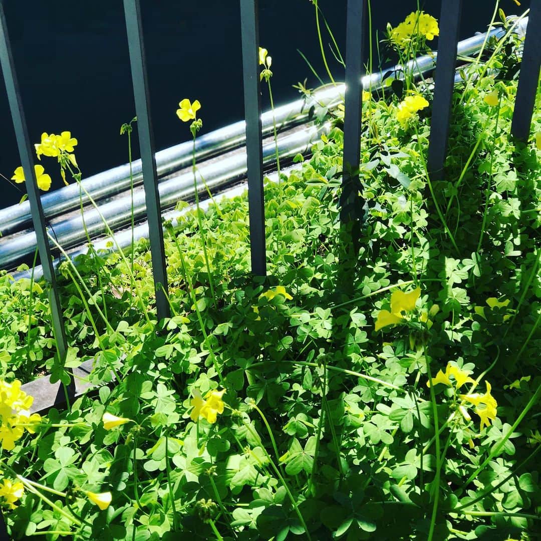前野えまさんのインスタグラム写真 - (前野えまInstagram)「今日は暖かくなりそうです☀️ ・ ・ #おはようございます #朝の風景 #黄色い花 #可愛い #春の訪れ #今日も頑張ろう #前野えま  #goodmorning #yellow #flower #spring #morning #girls #photography  #follow #followme #instagram #instafollow #instagood #tagsforlikes #tflers #tagsforlikesapp #idol #actor #actress」3月9日 6時33分 - maeno_ema