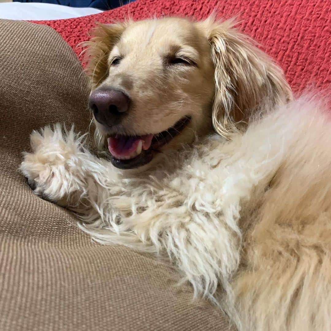 ハッチ＆ニコのインスタグラム：「Good morning ☀️ おはようございます。 めっちゃ暖かいです🐶  #カメラ嫌い同好会 #pecoいぬ部 #犬の生活が第一 #癒しわんこ #dachshund #犬バカ部 #短足部 #ふわもこ部 #tokyocameraclub #東京カメラ部」