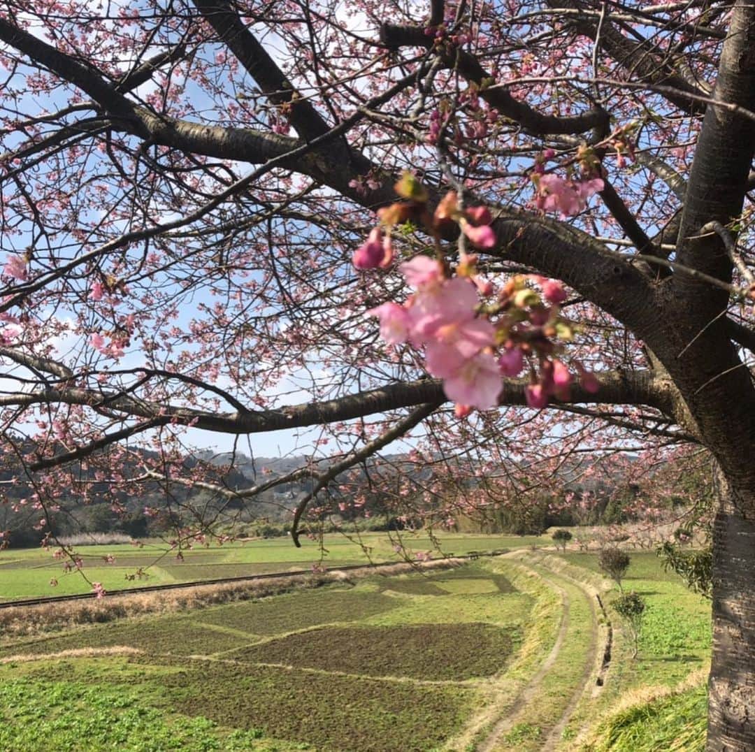 市井紗耶香さんのインスタグラム写真 - (市井紗耶香Instagram)「#3月9日  見上げるのが 幸せな季節になってきたね☺️ 🌸🌷🌼」3月9日 7時19分 - sayakaichii