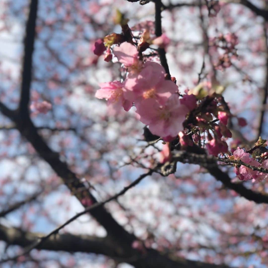 市井紗耶香さんのインスタグラム写真 - (市井紗耶香Instagram)「#3月9日  見上げるのが 幸せな季節になってきたね☺️ 🌸🌷🌼」3月9日 7時19分 - sayakaichii