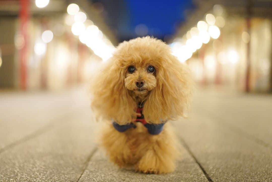 Toypoodle Mikuru?Asakusa Tokyoのインスタグラム