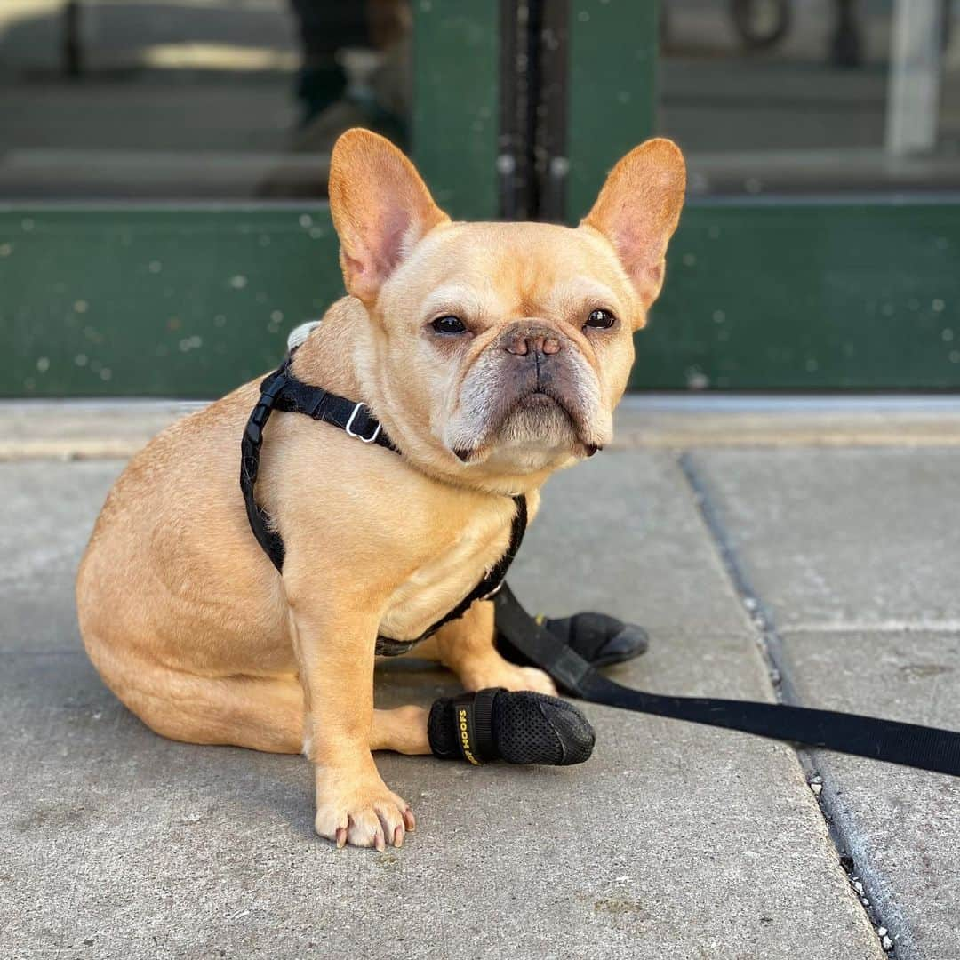 Hamlinさんのインスタグラム写真 - (HamlinInstagram)「Former place of residence. Circa May 2017. Happy times where I lived for 6+ years. Still remembered the neighborhood as I cruised the ‘hood. 🥰 .......... #homesweethome #goodmemories」3月9日 8時40分 - hamlin_the_frenchie