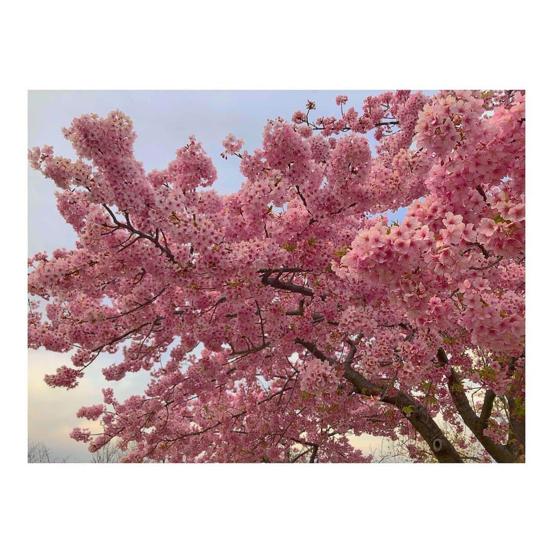 森千波さんのインスタグラム写真 - (森千波Instagram)「#1000hana 🌸 . . . .  #cherryblossom#flowers#spring#pink#colorful#河津桜#満開#桜#花#春 3/7」3月9日 9時18分 - 1000wave